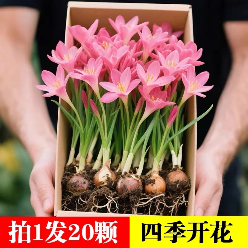四季开花重瓣风雨兰种球风雨花葱兰韭兰庭院阳台盆栽花卉耐热耐寒