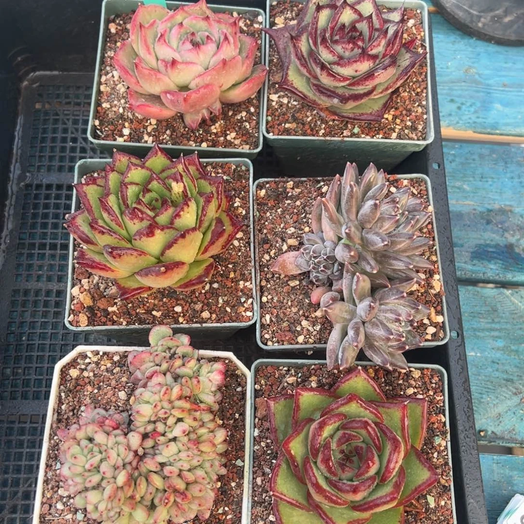 从前慢多肉精选编号0120.121