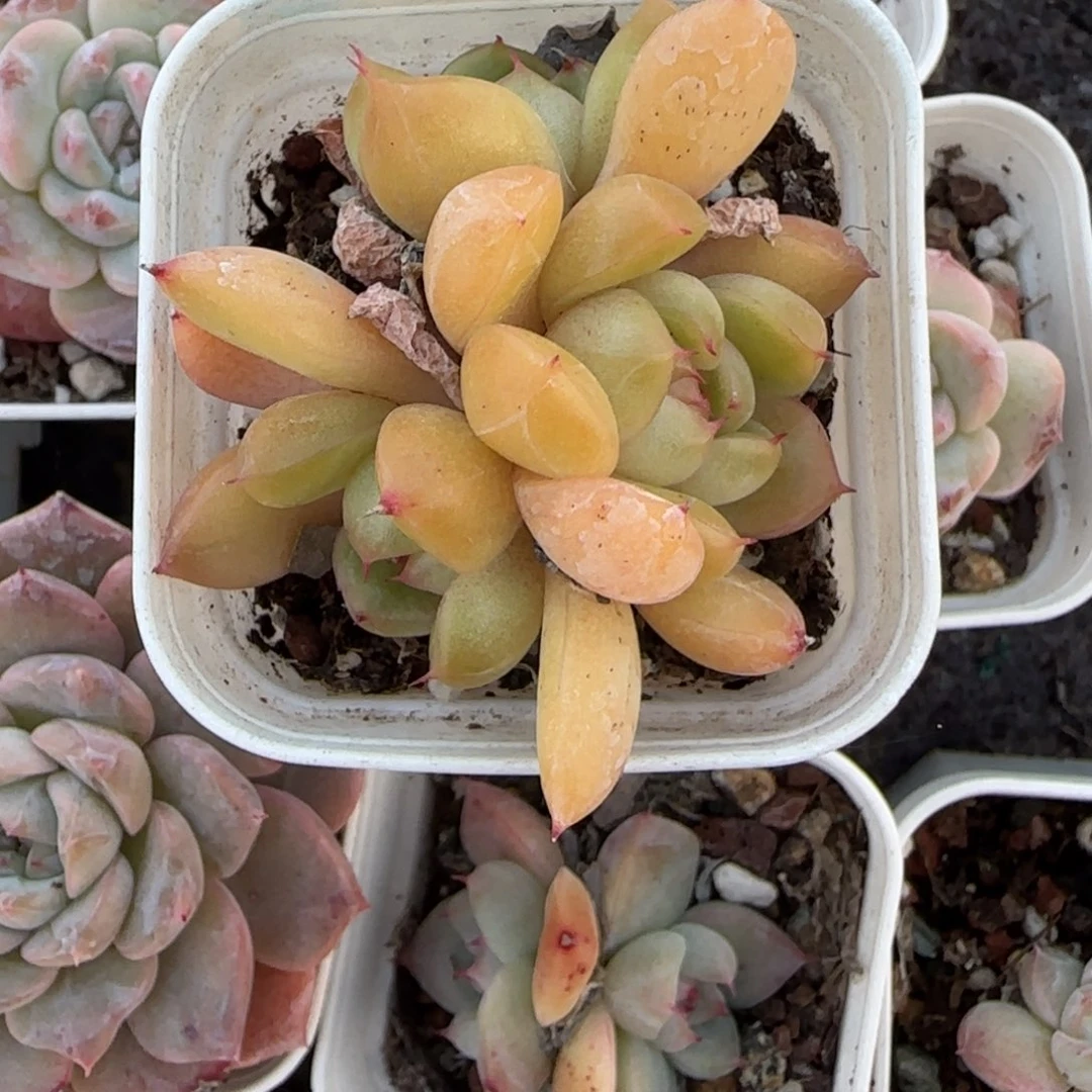 小卡拉米糖心一物一拍