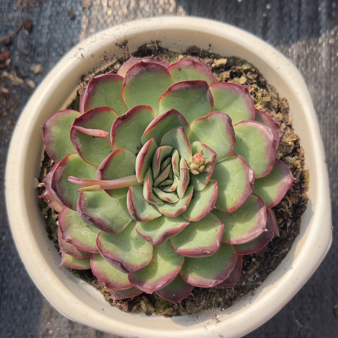 闪购2单头肉酱玫瑰