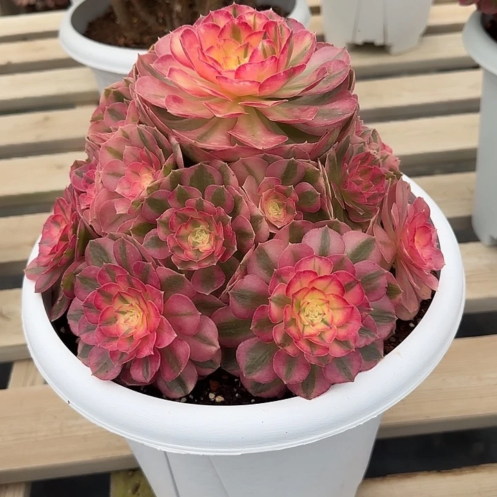 多肉植物倾城精品