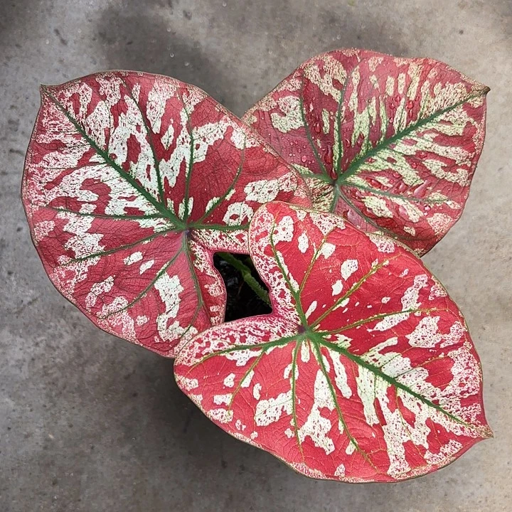 13-1106猩红玛丽广东现货