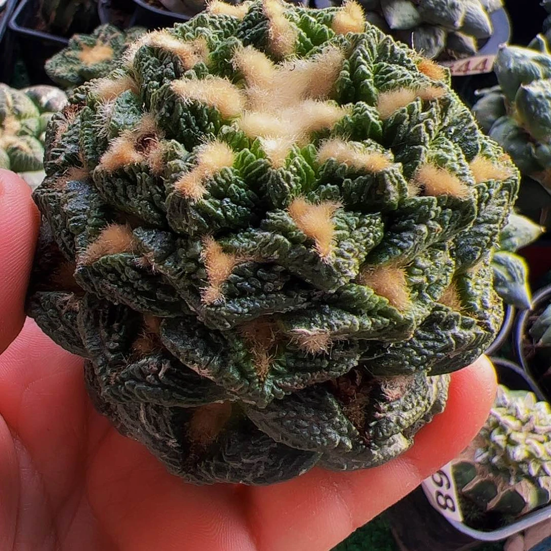 无花朵老龟甲牡丹122