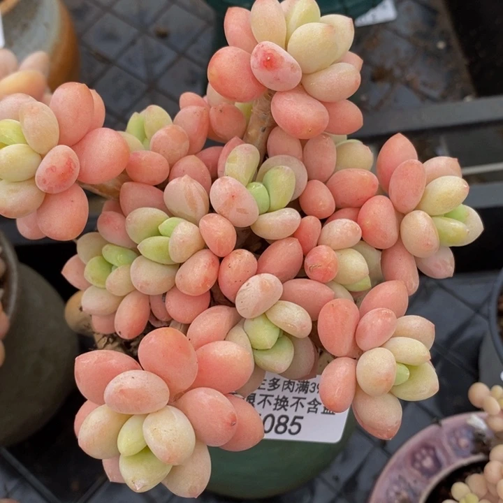 橘子香水洛神老桩12cm085多肉植物