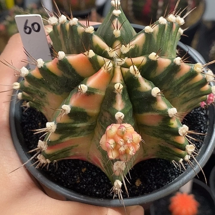 泰系全品米哈—带盆土发货43