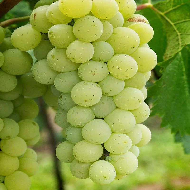 嫁接葡萄苗醉金香葡萄苗茉莉香 当年结果树苗全国带土精品裸根