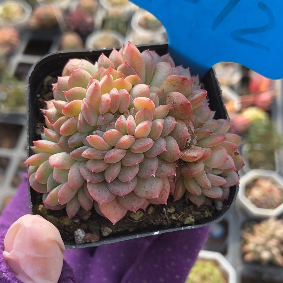 1012干冰缀多肉植物