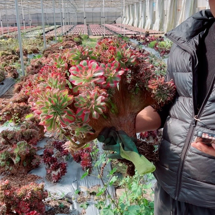 遗*超大女郎醉话多肉法师14号