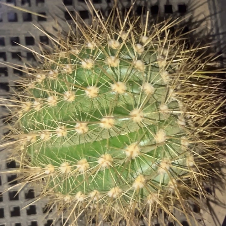 清清3-58两个瑕疵球