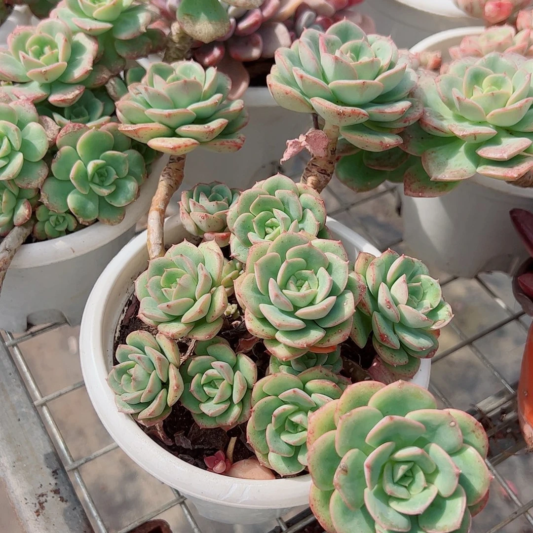妮可沙拉玫瑰多头群生老桩