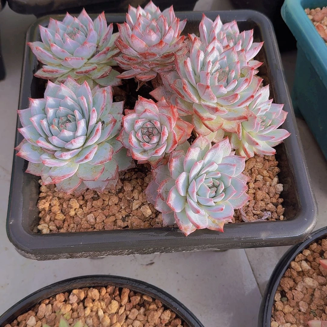 蘑***90232粉蓝鸟多肉植物