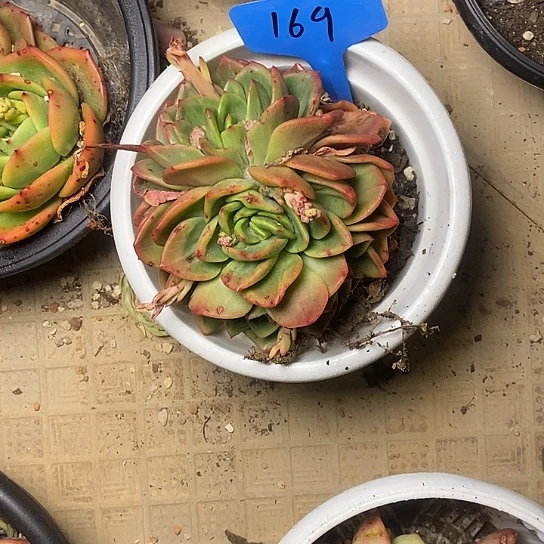 玉169//////////////