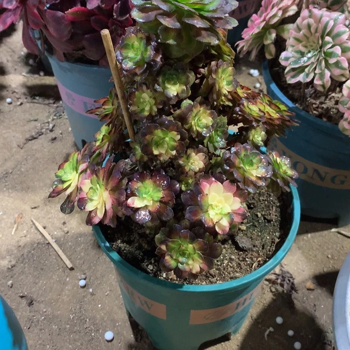 631海王七彩多肉植物特价