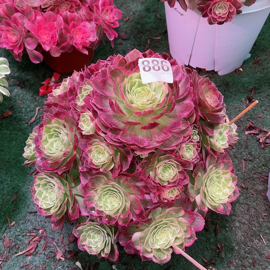 东**莉886万花筒法师多肉