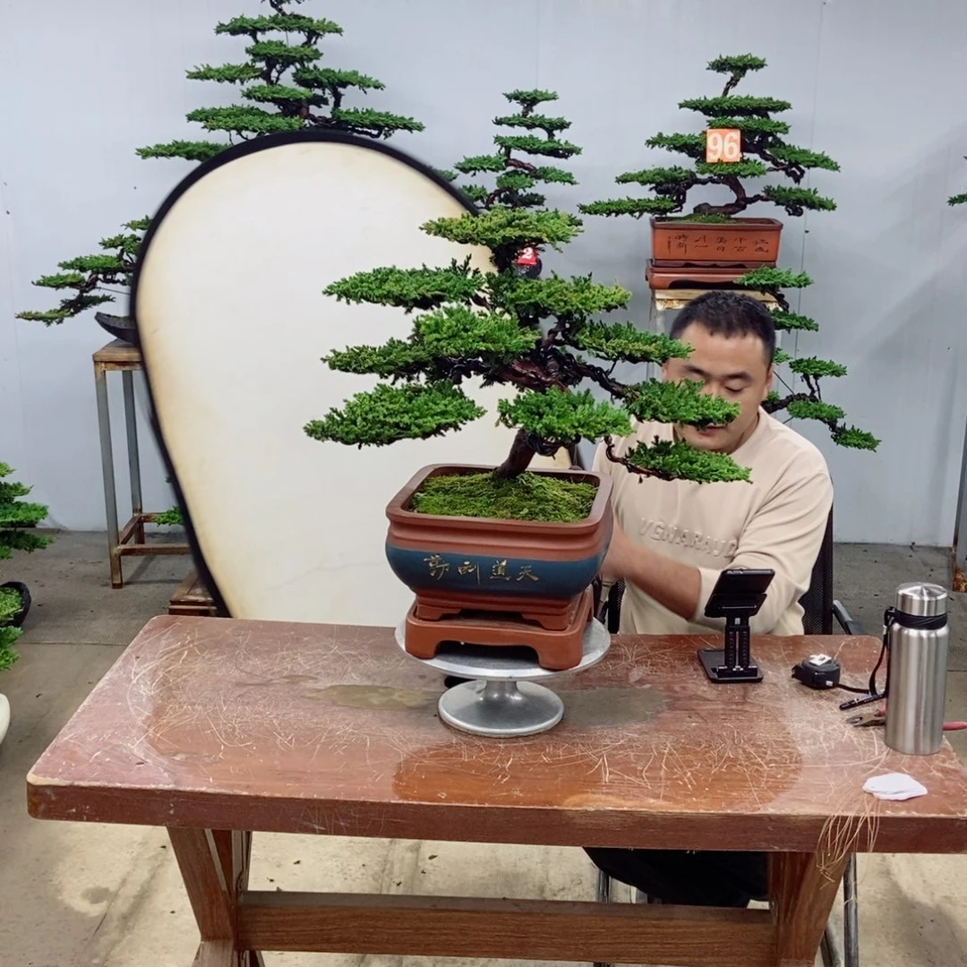 无花朵珍珠柏盆景