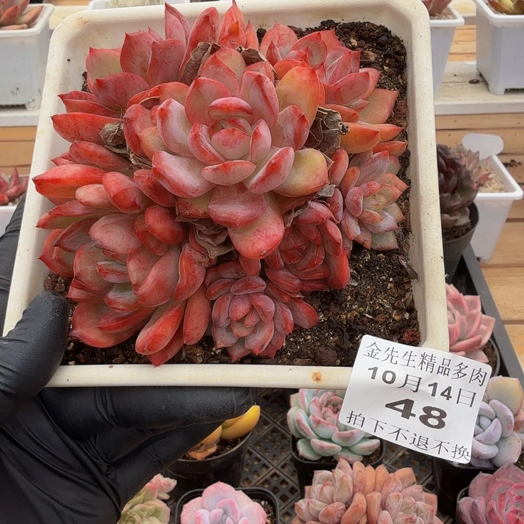 1014-48性感的pp锦