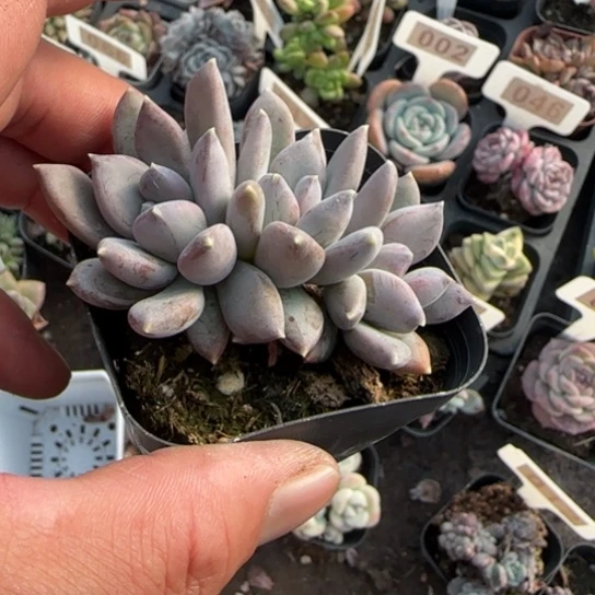 81哥特多肉植物多