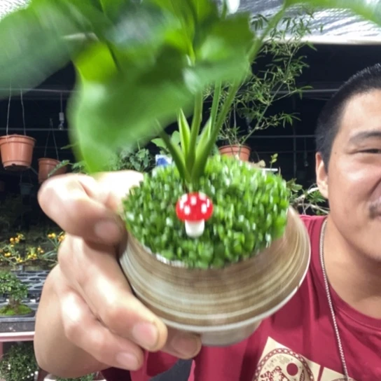 淼***淼以实际为准盆景盆栽绿植22