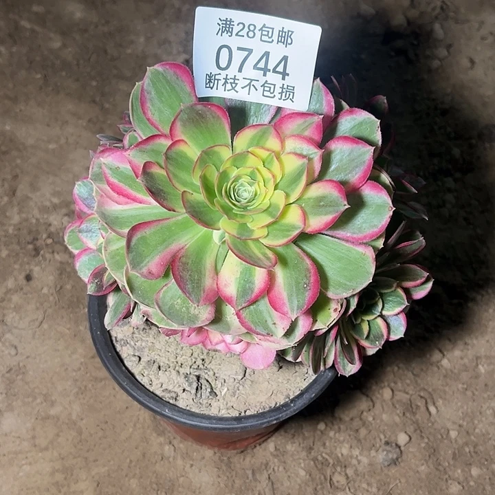 0744水中月多肉植物