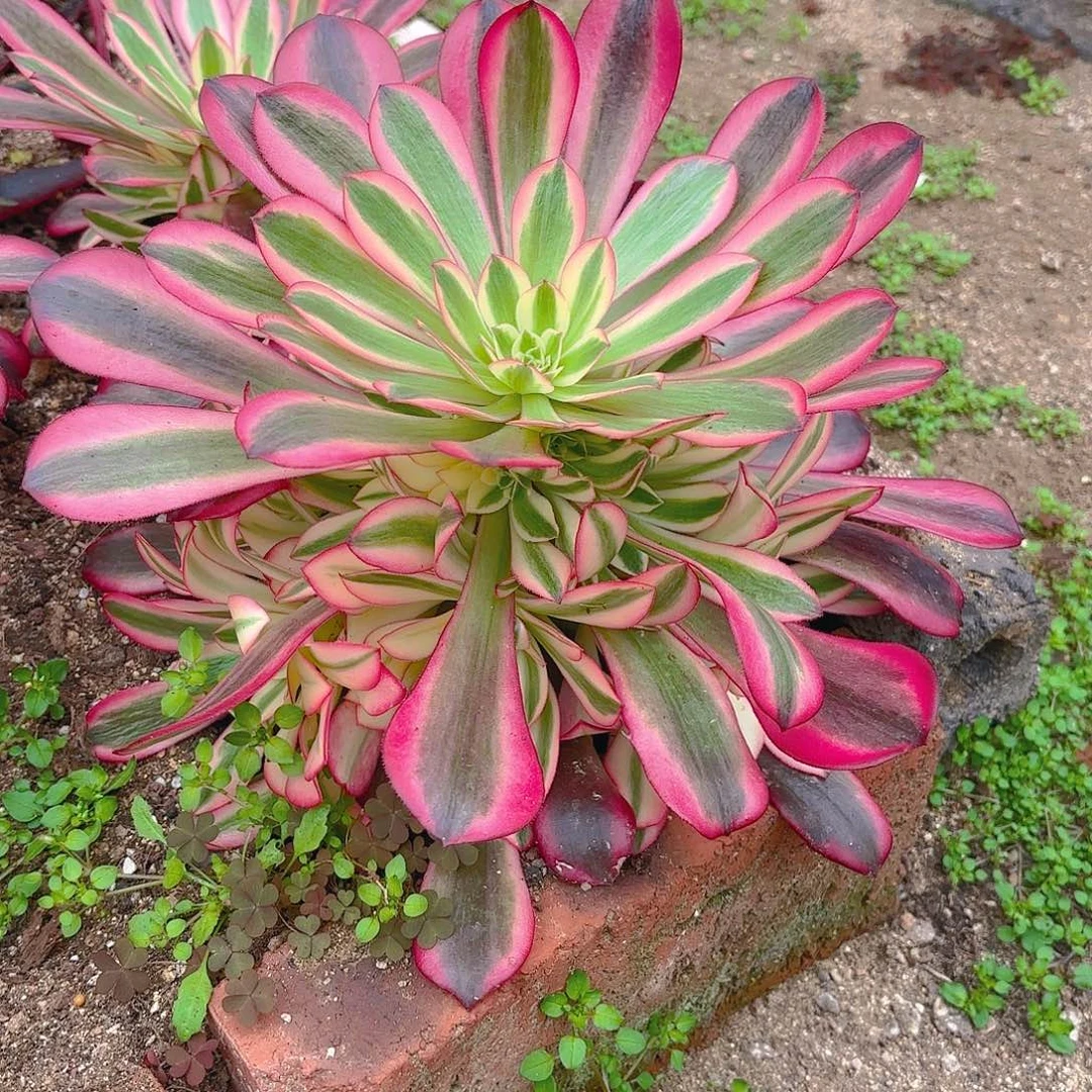 美杜莎手捧多肉植物一号