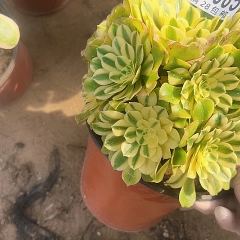 辛尼亚多肉植物法师1885法师