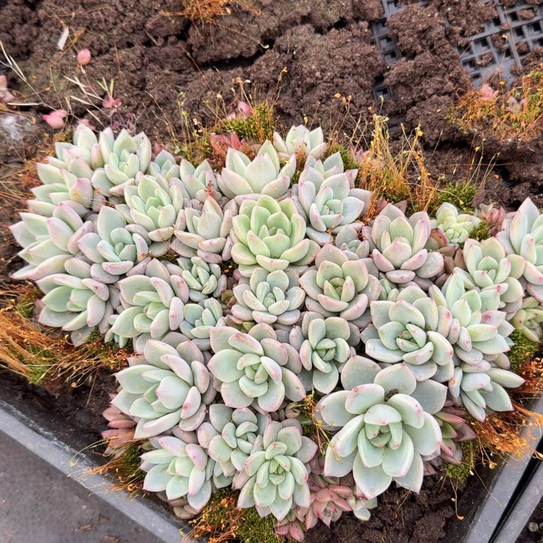 多肉杂交一物一拍23-70