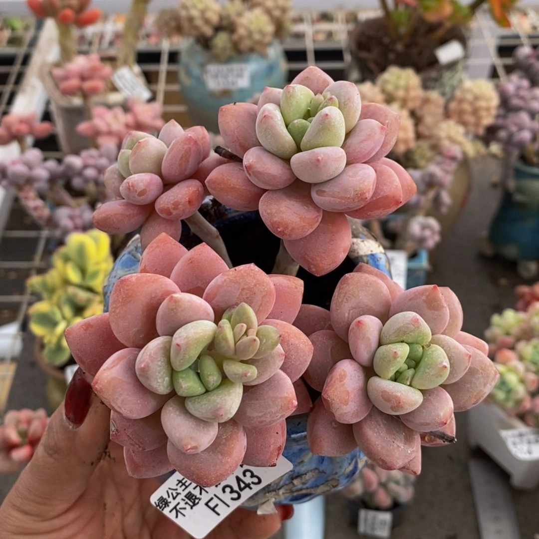 樱花洛神343/9c m