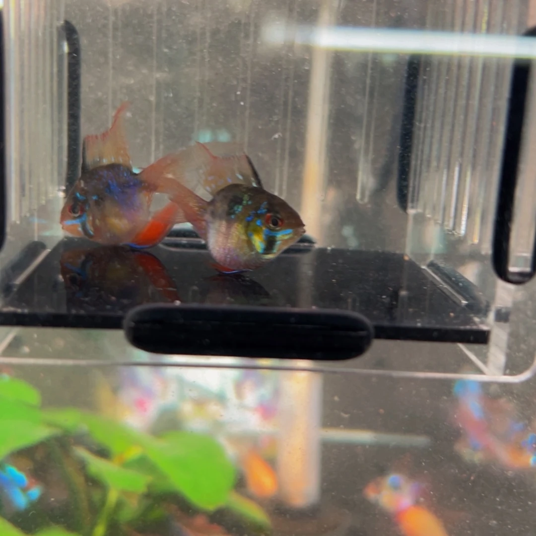 短鲷鱼桃心凤凰种鱼一对