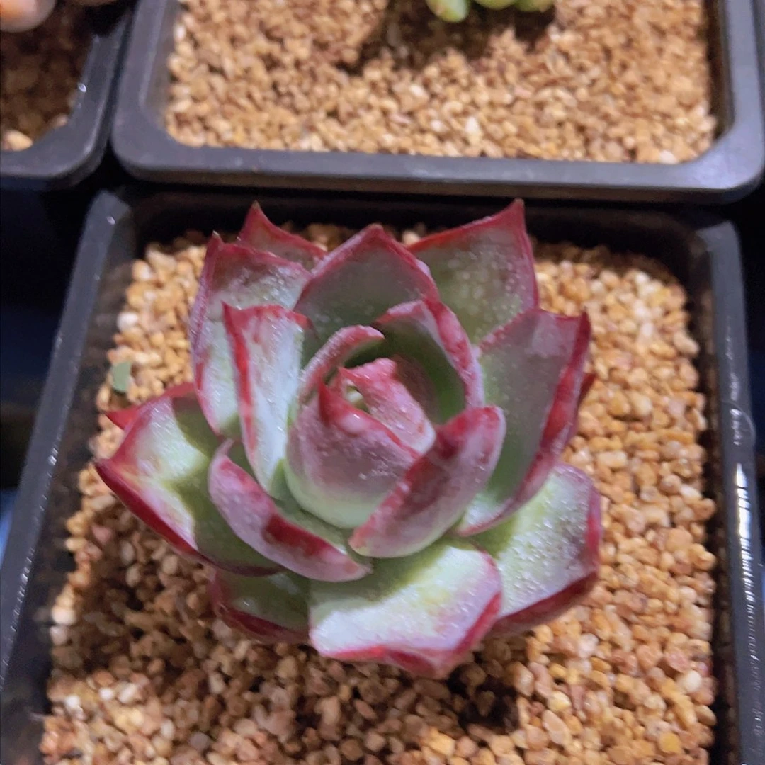 朱*惊鸿仙子，多肉植物，