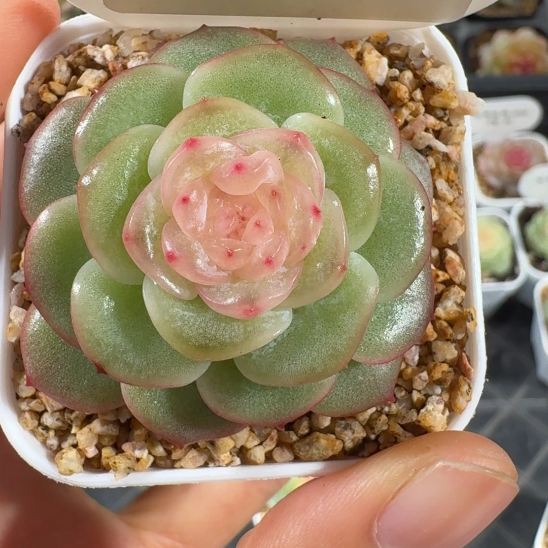 1030-38-嫦娥单头