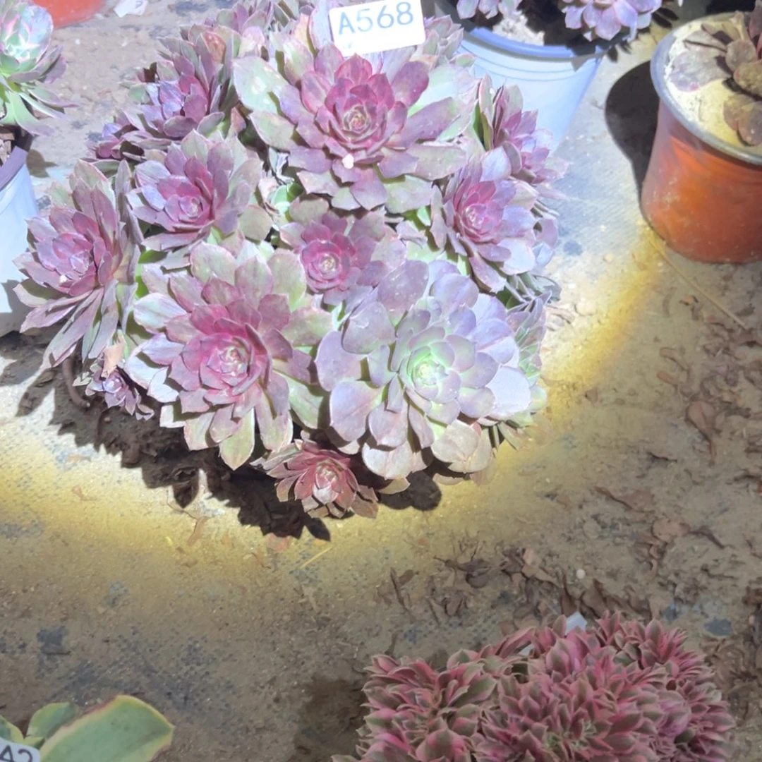 看***牛568红丝绒多肉植物法师