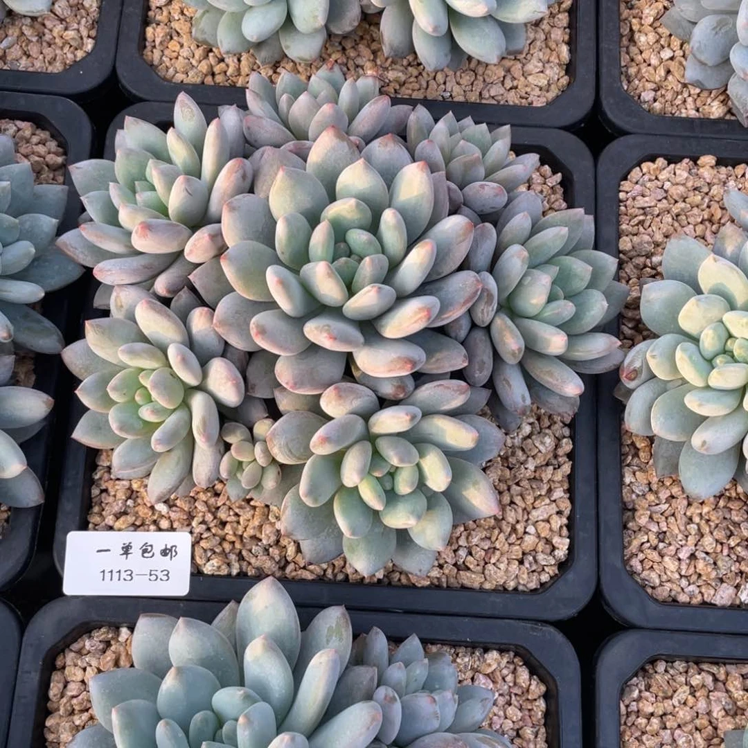 1113-53-半夏捧花群。。。，，，，