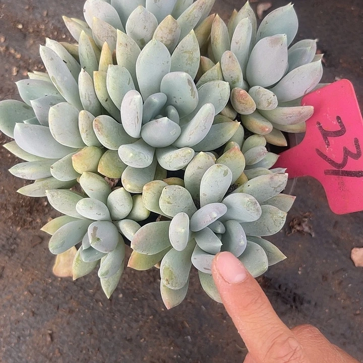 开播炸福利，两单包邮231