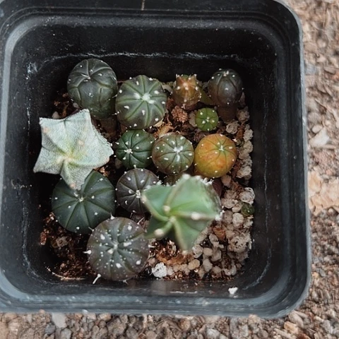 当前无花栽培后可以开花h****z031仙人球