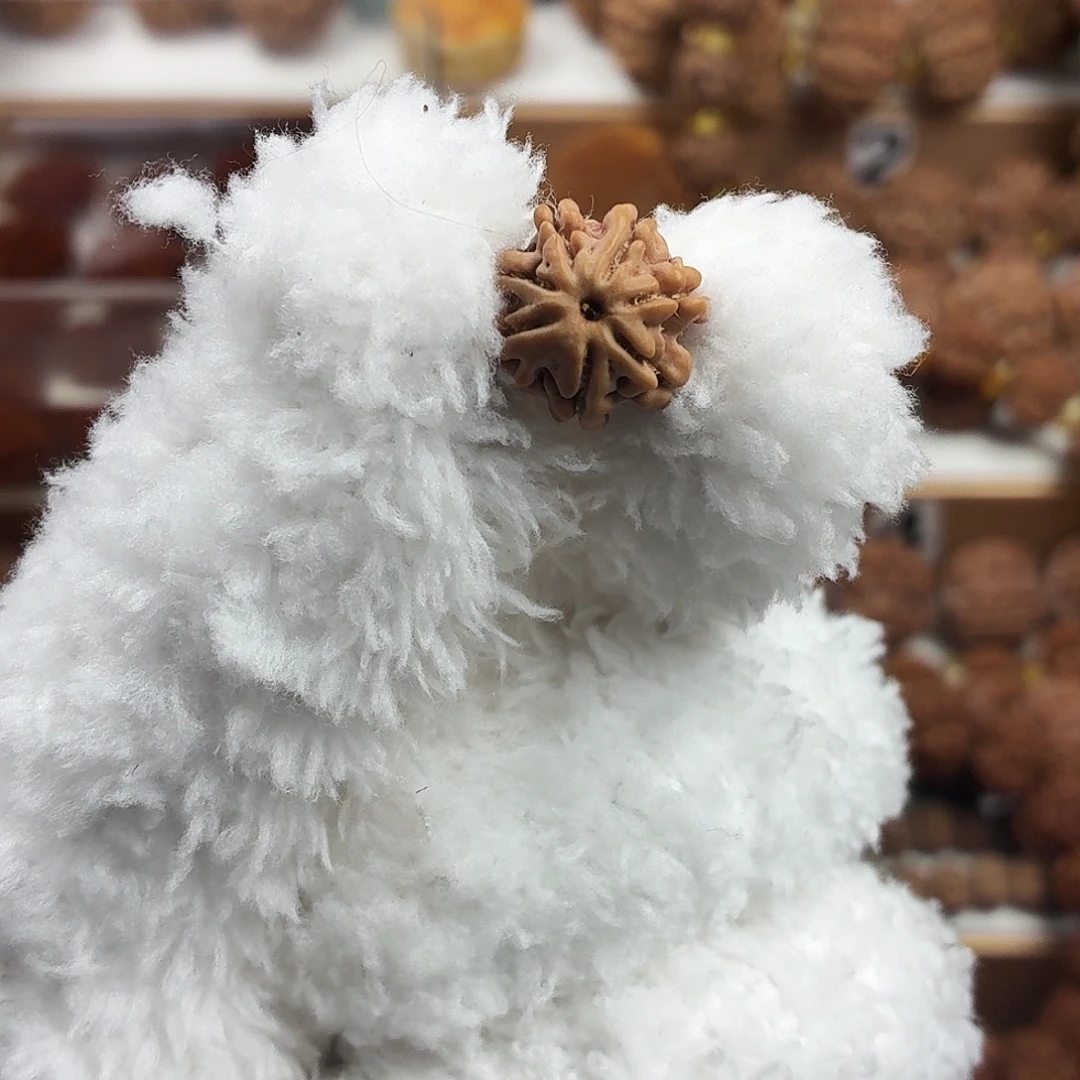 手串金刚菩提收藏版稀有精品7瓣天尊