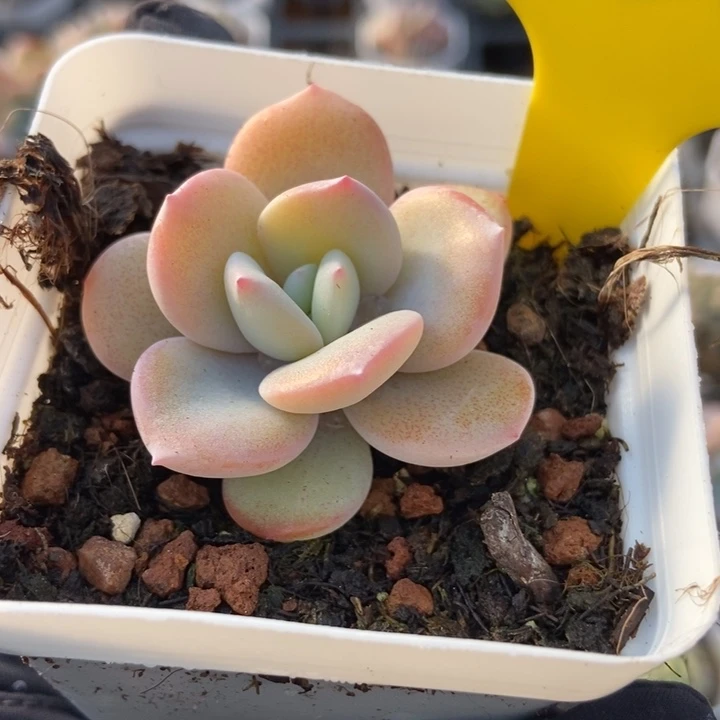 950奶茶多肉植物保护