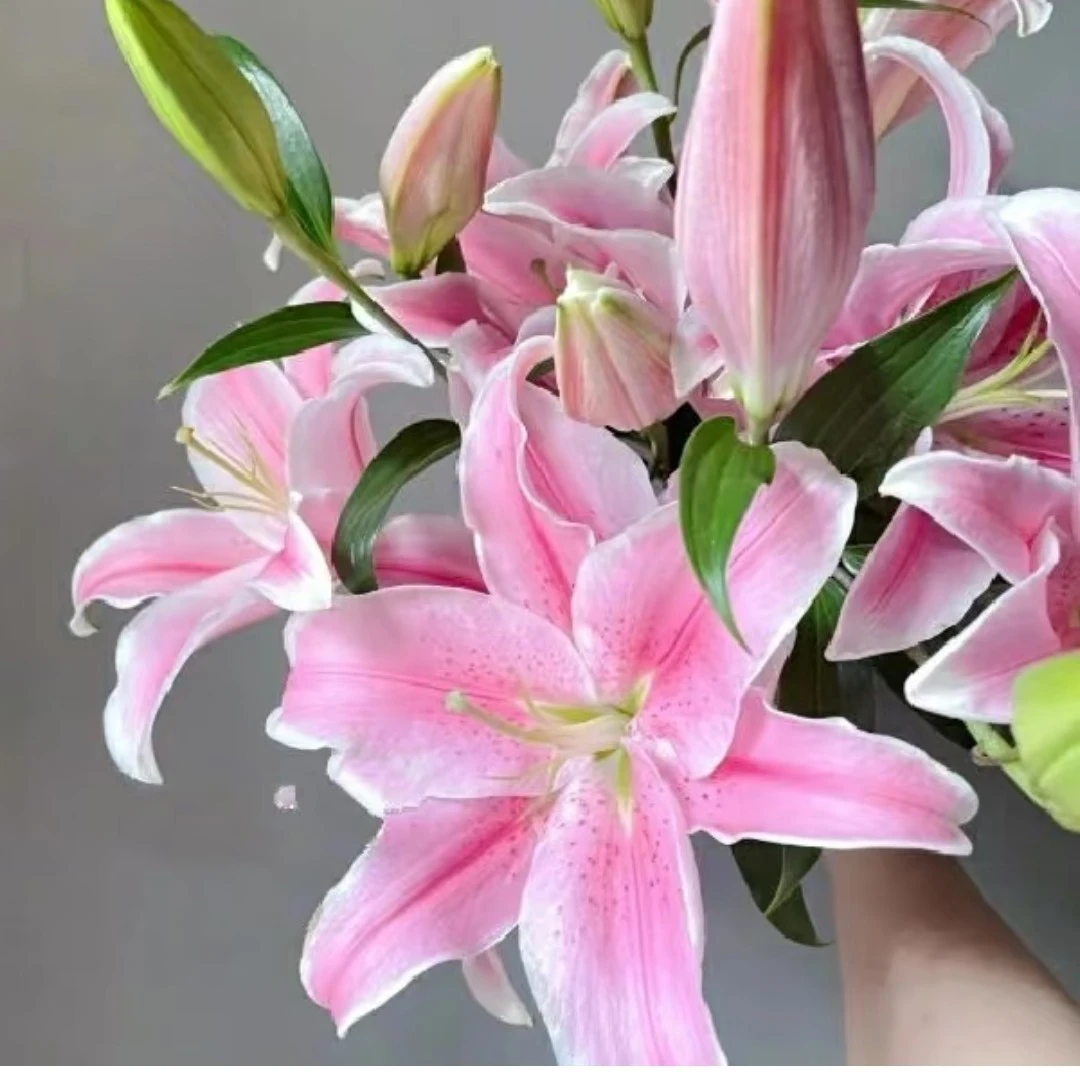粉色香水百合5支