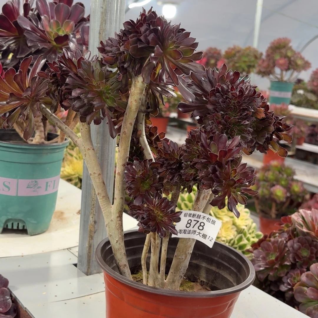 878黑法师缀化多肉植物