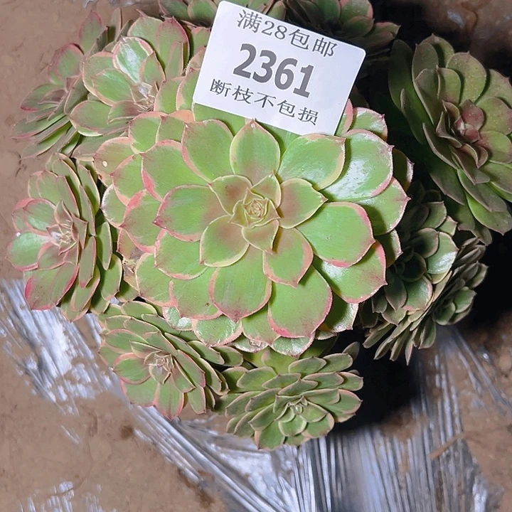 2361粉花妖多肉植物