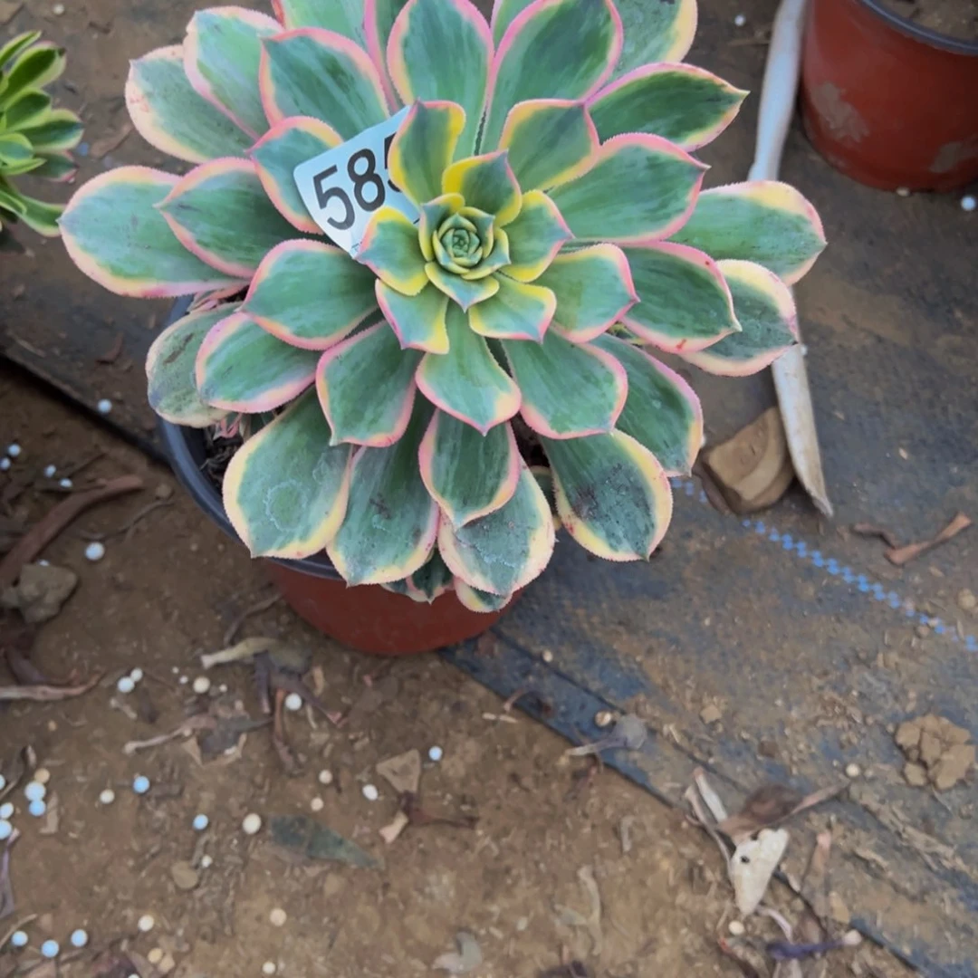 585灿烂多肉植物