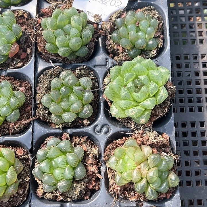 直播福利一物一拍02