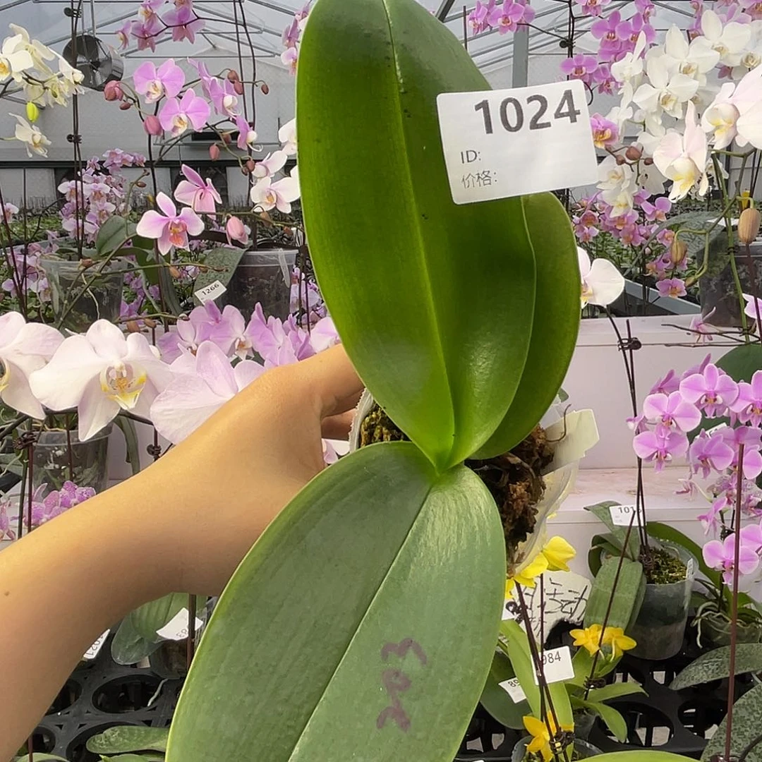 大量花朵（建议范围：8朵-15朵 或40%以上）编号1024弥陀203