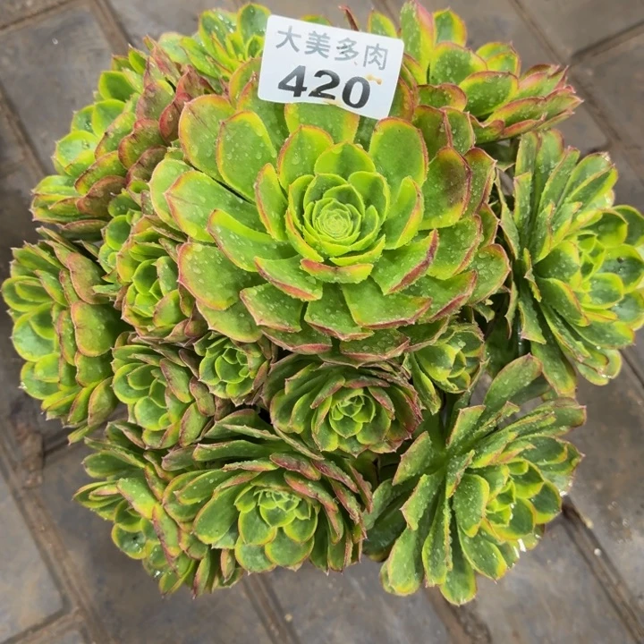 半****间奶白锦420肉肉