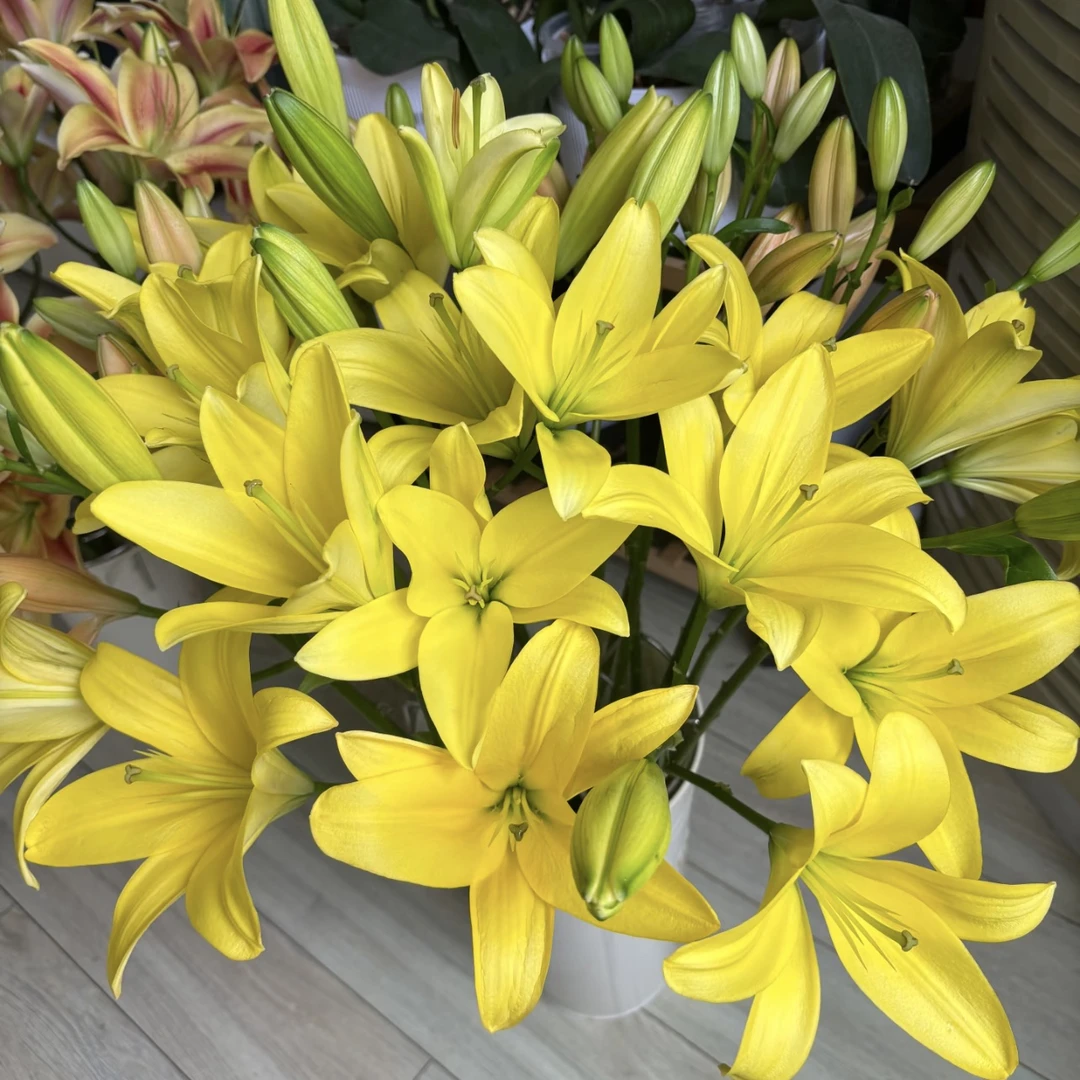 两单包邮！爱必达新品科3头斯拉亚百合10支（20%以内不售后）