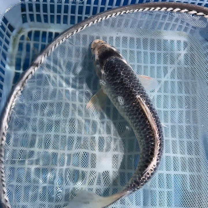 海水鱼n锦鲤锦鲤锦鲤锦鲤