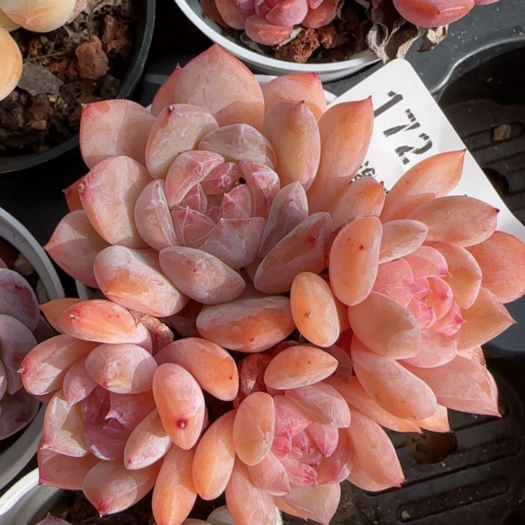 花语逸镜0119-172