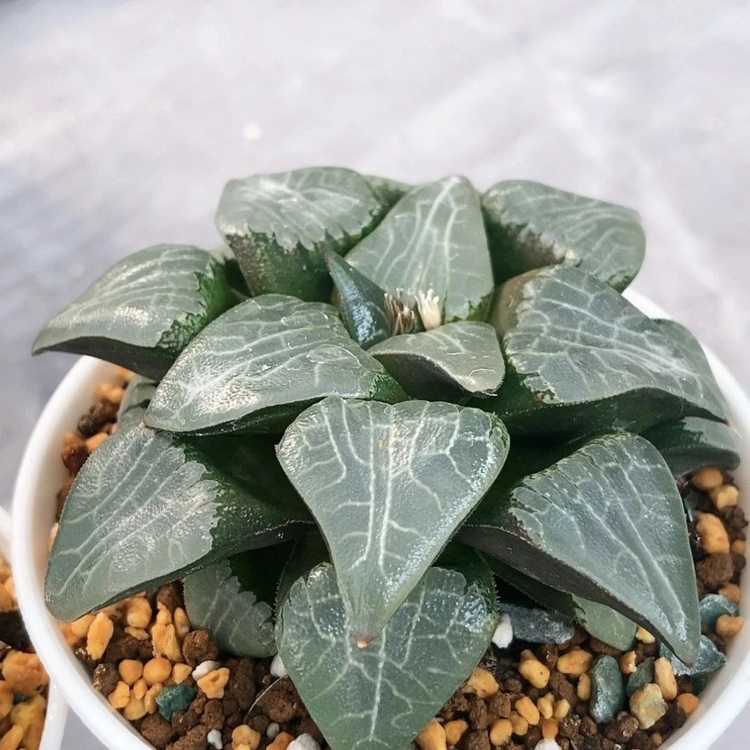 【闪购商品】月影实方火凤凰11