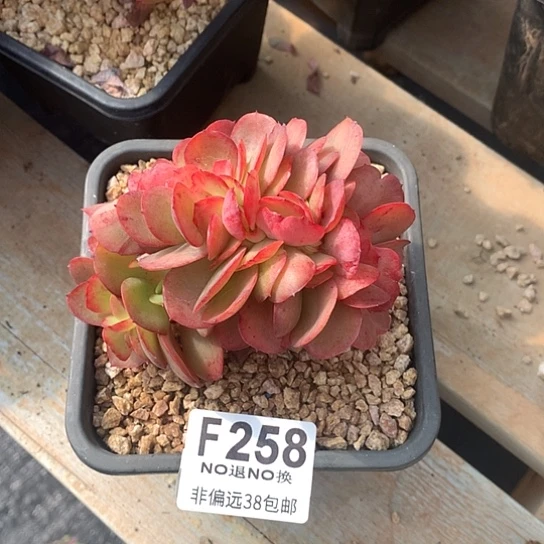 莫妮卡缀化258 亏本处理7-8天发货