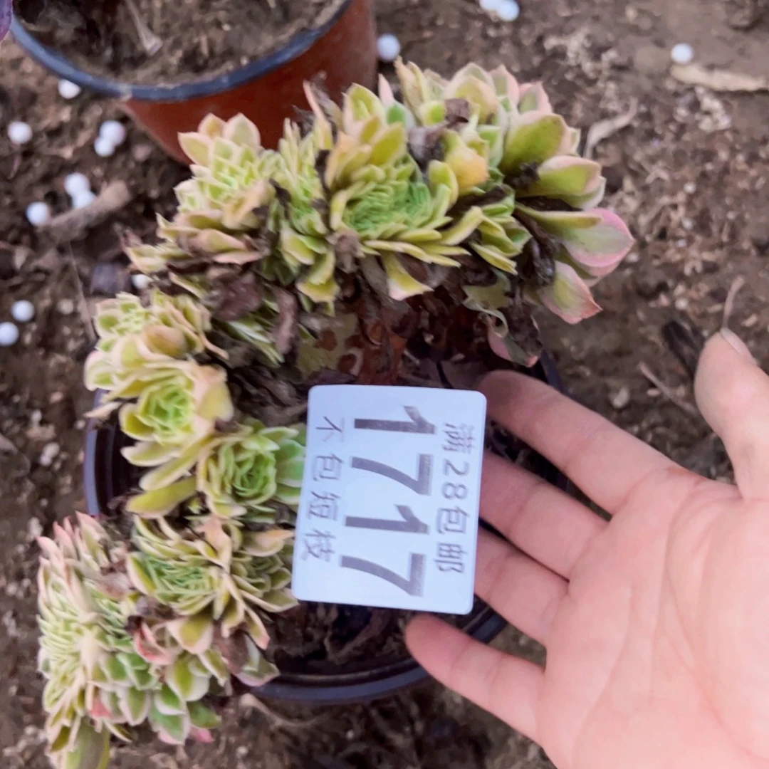 1717倾城缀多肉植物法师