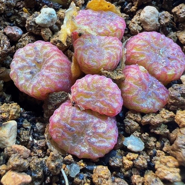 7头火矩多肉植物带盆